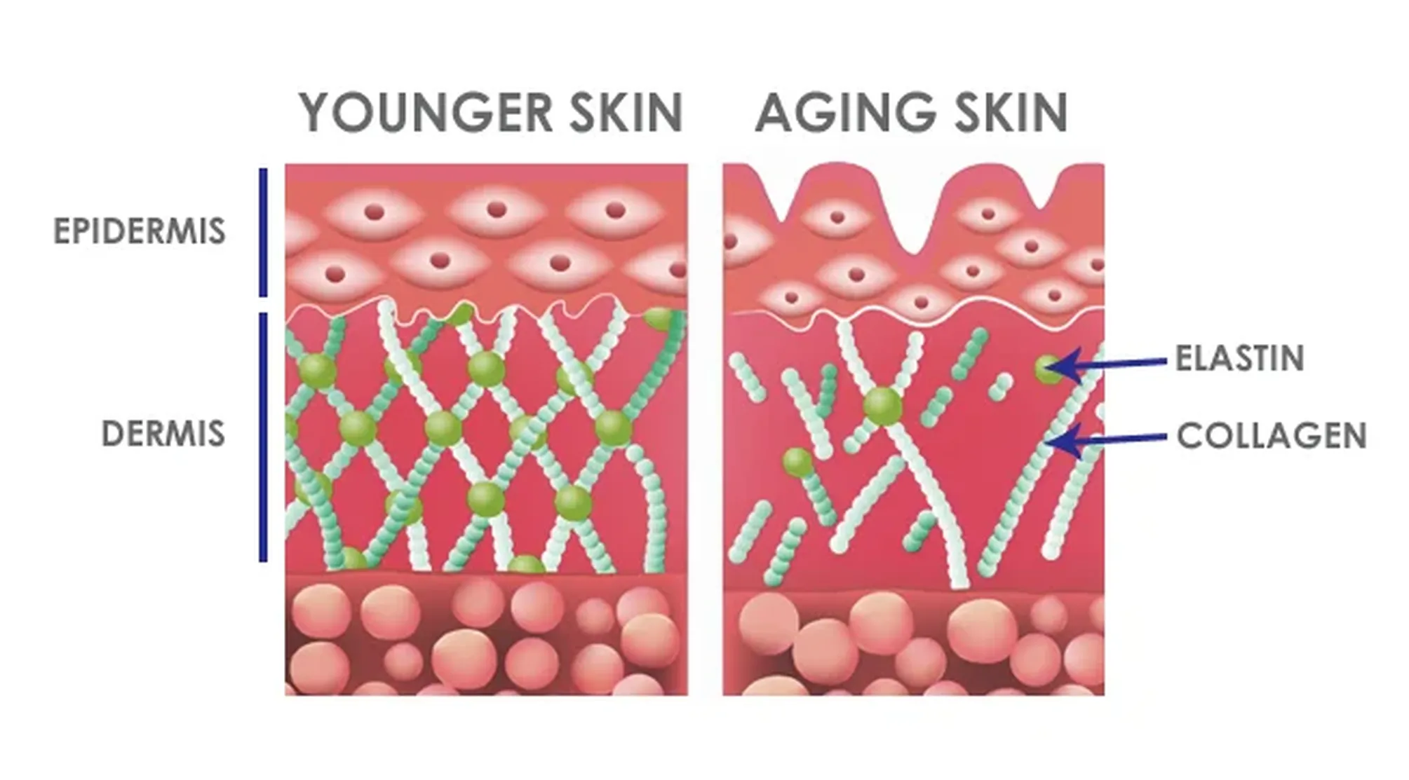 The Science Behind Stimulating Collagen Production